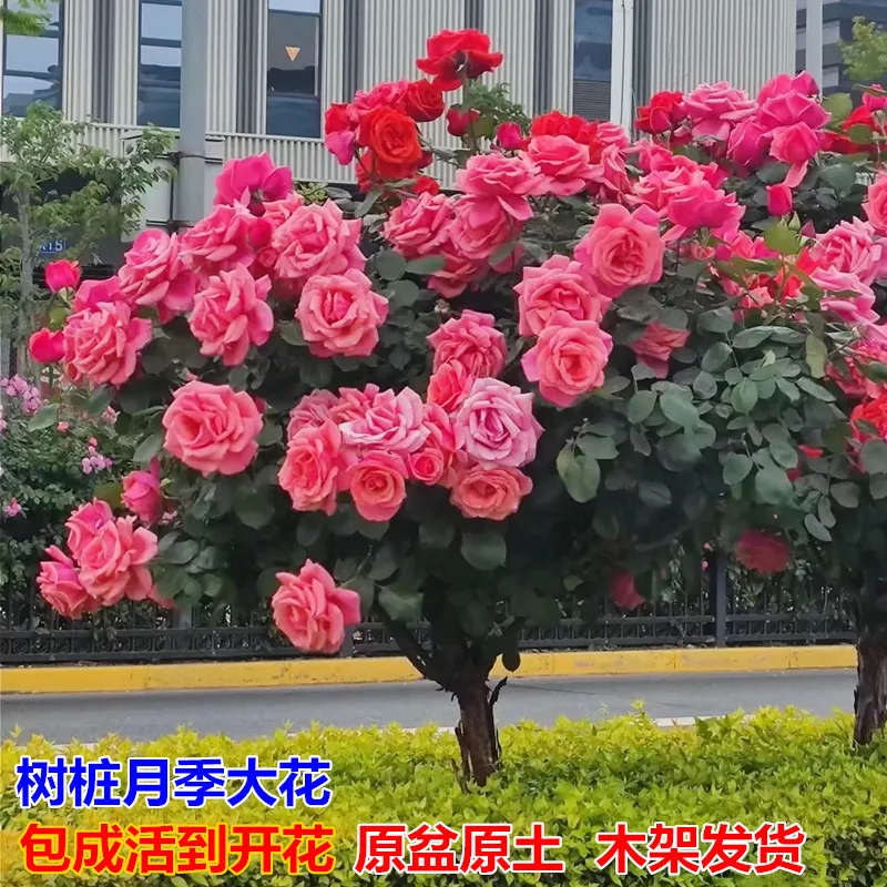 10独杆老桩月季特大花四季开花嫁接大苗棒棒糖树状玫瑰花苗带花10