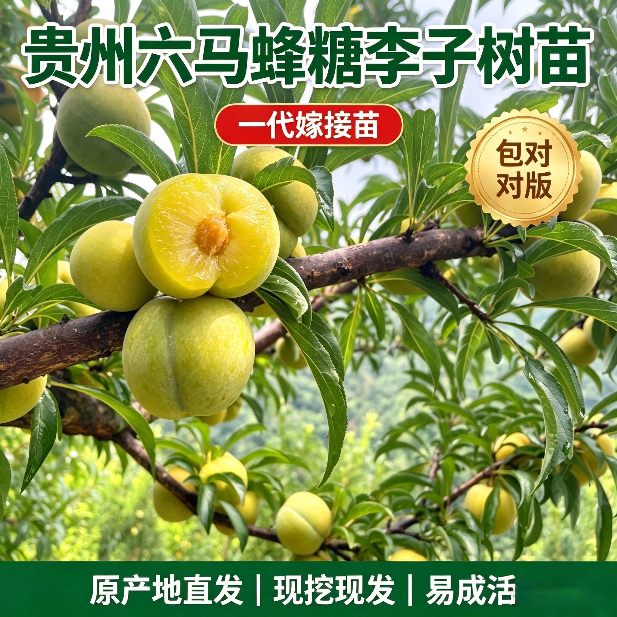 贵州六马蜂糖李子树苗正宗嫁接苗李子苗庭院盆栽地栽现挖现发包邮