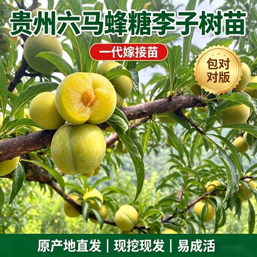 贵州六马蜂糖李子树苗正宗嫁接苗李子苗庭院盆栽地栽现挖现发包邮