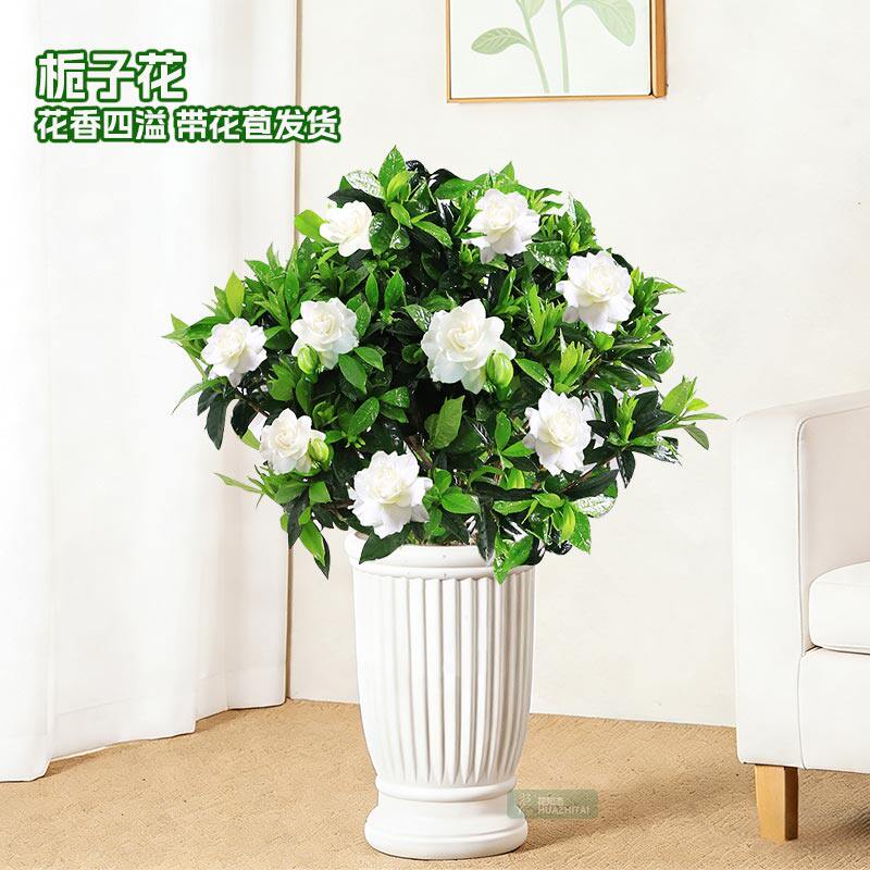 栀子花盆栽四季开花卉水培绿植物树苗茉莉花办公室内桌面适合绿萝
