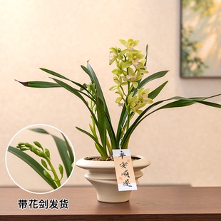 日本香兰精品兰花苗大花蕙兰迷你室内客厅好养绿植盆栽花卉