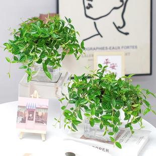 钻石翡翠水培绿植吊兰绿植物懒人桌面盆栽室内装饰四季青净化空气