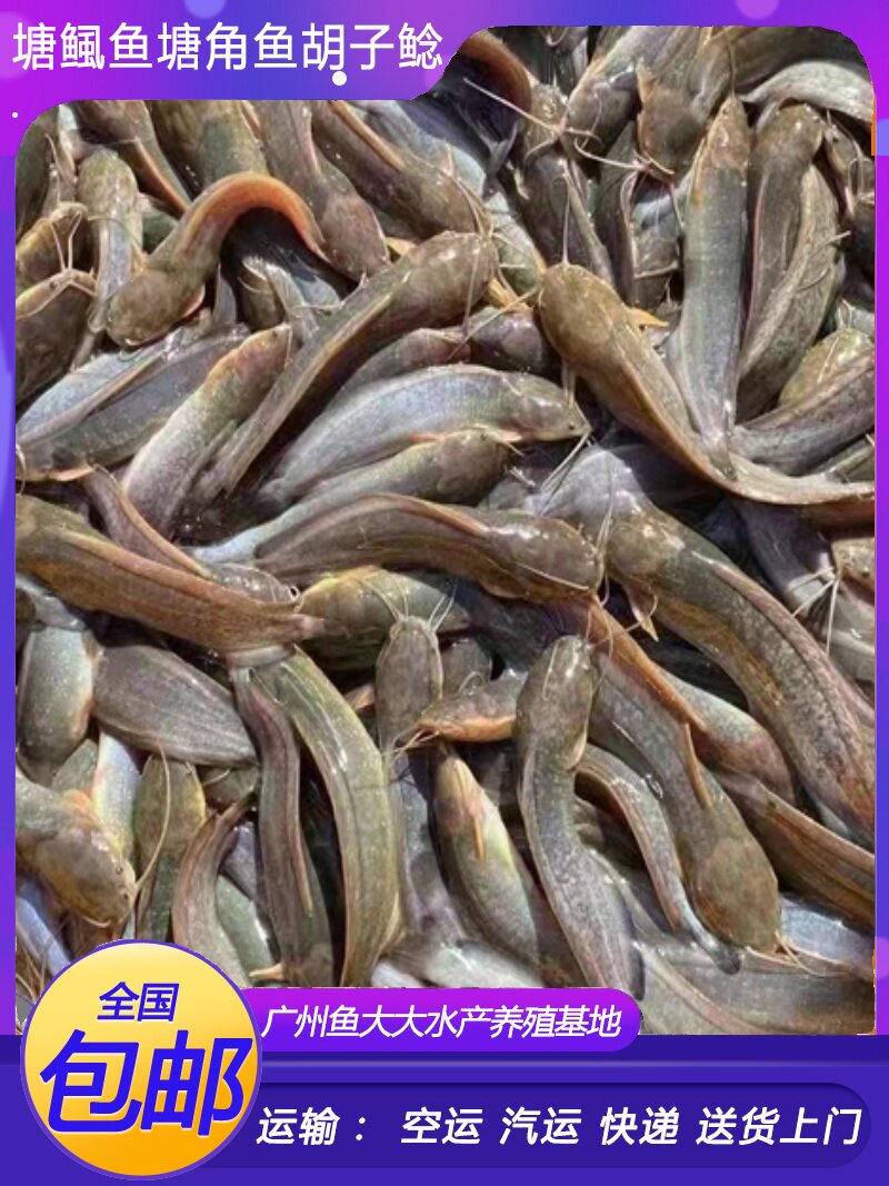 塘鲺鱼苗塘角鱼鱼苗淡水 养殖 食用本地塘鲺鲶鱼苗胡子鱼鱼苗