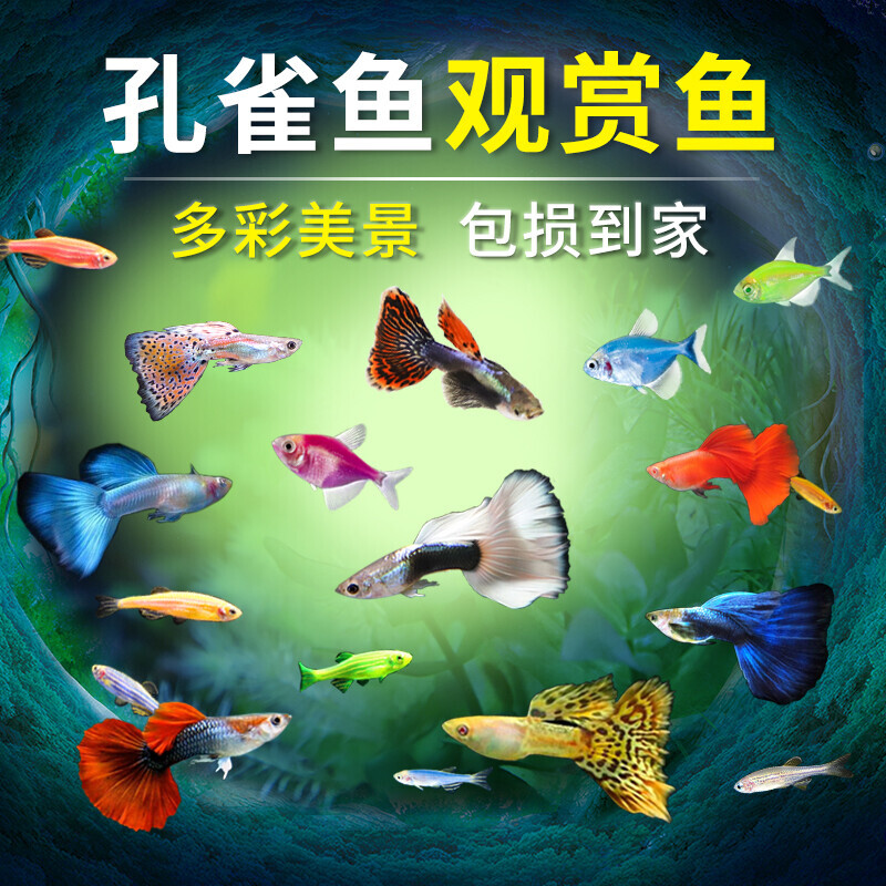 纯种孔雀鱼观赏鱼活鱼凤尾鱼苗胎生好养耐活金鱼斑马鱼天使热带鱼