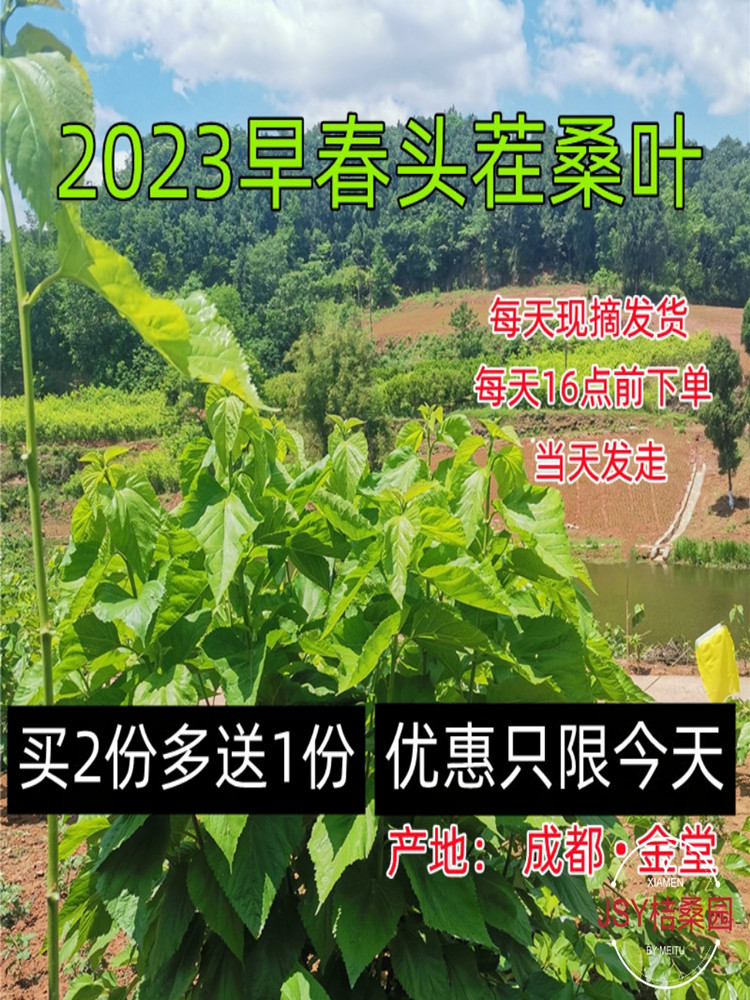 新鲜桑叶桑树叶嫩桑叶蚕宝宝饲料学生养蚕大叶小蚕鲜嫩现摘活蚕卵