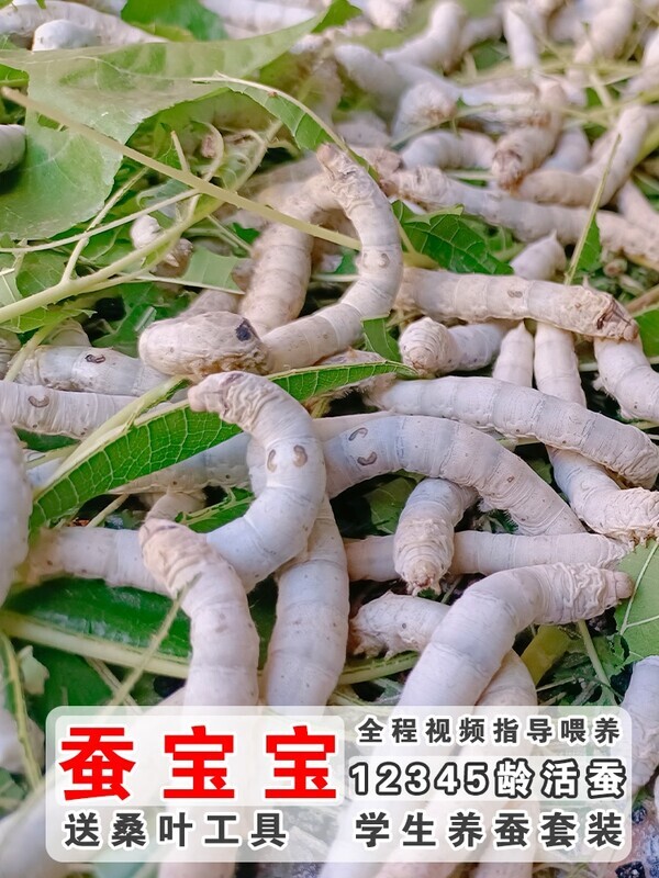 蚕宝宝学生养蚕套装活体1龄234龄大蚕七彩金丝蚕卵蚕籽活物桑叶批