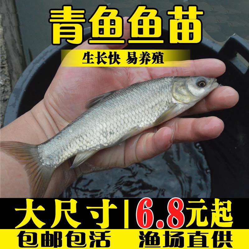 青鱼鱼苗淡水养殖食用黑鲩鱼灰草鱼乌青活物冷水观赏鱼螺蛳青鱼苗