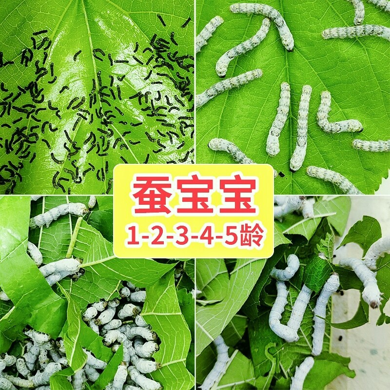 蚕宝宝活物春蚕幼虫蚕卵儿童学生养蚕套装小蚕1龄234龄送新鲜桑叶