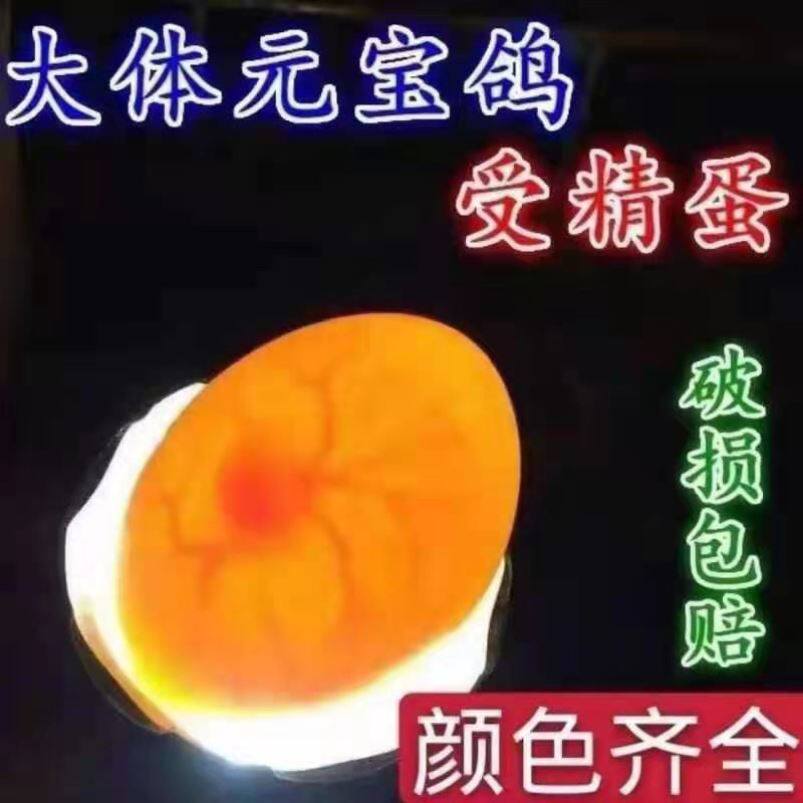 元宝鸽子受精蛋大体型正宗纯种元鸟