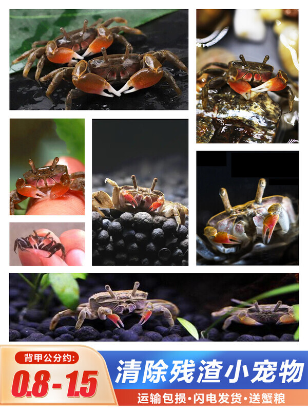 迷你辣椒蟹宠物红钳招财蟹淡水鱼缸观赏勾手蟹谭氏泥蟹养殖小螃蟹