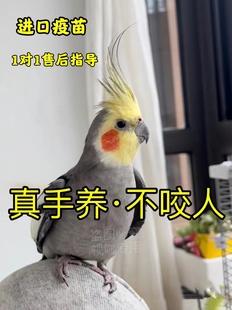 玄凤鹦鹉活鸟活体幼鸟纯手养黄化幼鸟珍珠原始灰白子繁殖说话宠物