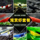 观赏虾活体工具虾樱花除藻虾彩色宠物虾黄色蓝色虾红白水晶虾套餐