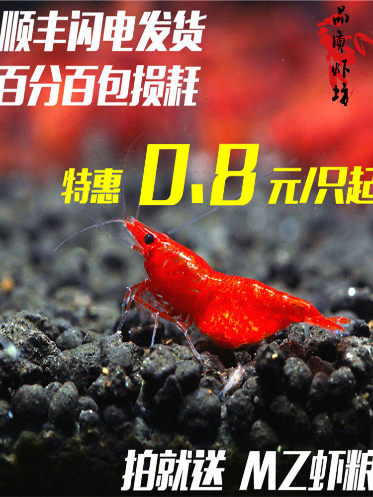 品质虾坊极火虾成体母虾活体火焰虾除藻观赏虾 非烤漆1.5-2.0cm