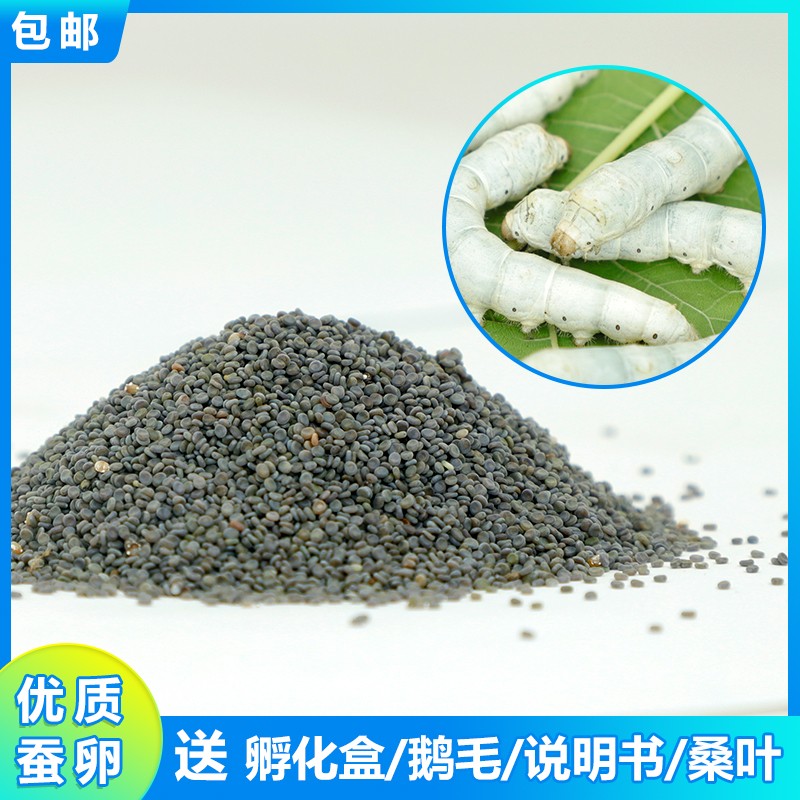 蚕宝宝学生养蚕套装活物蚕卵蚕种蛋春蚕子蚕虫籽金蚕苗和桑叶新鲜