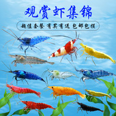 热带观赏虾黑壳虾樱花虾极火虾琉璃虾黄金宽背虾除藻虾工具虾 包邮