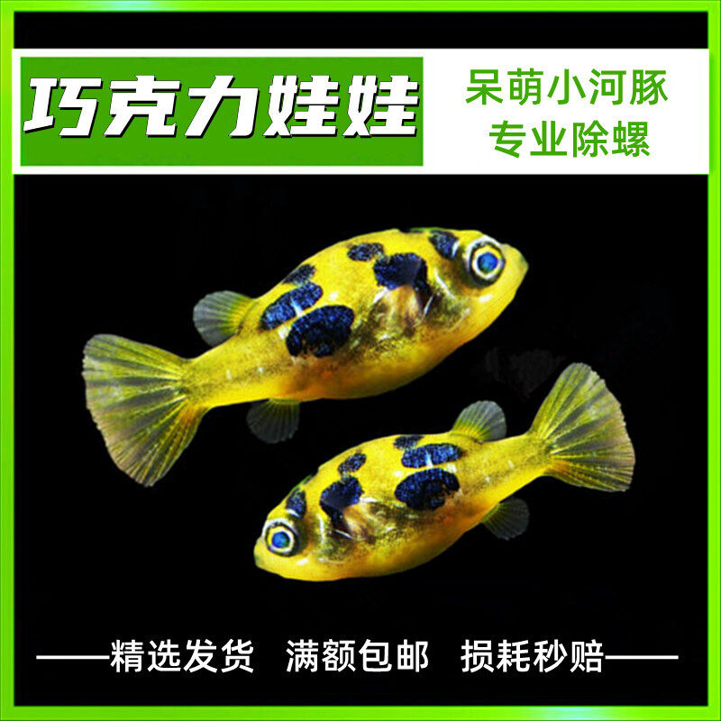 巧克力娃娃鱼河豚活体潜水艇蜗虫克星草缸除螺宠物小型热带观赏鱼