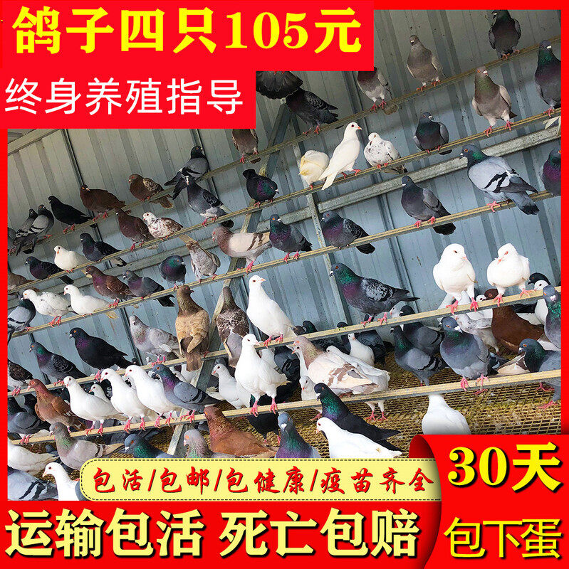 鸽子活物一对活鸽子瓦灰青年鸽子种鸽一对蛋鸽银王鸽雨点鸽子活体