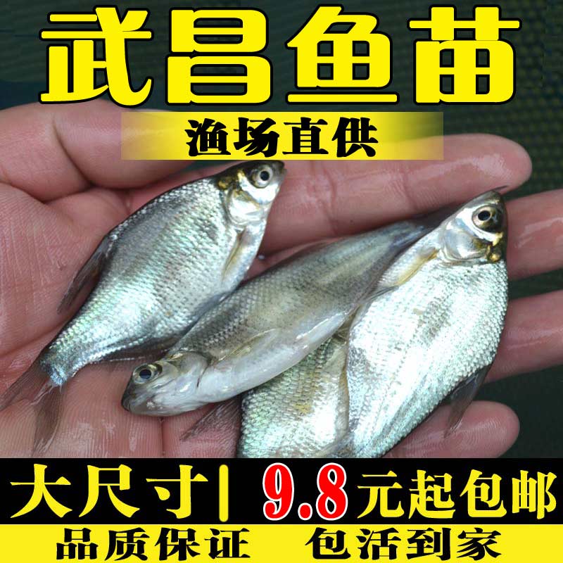 武昌鱼苗淡水养殖食用活体鱼塘冷水好养观赏鱼团头鲂扁鱼苗鳊鱼苗