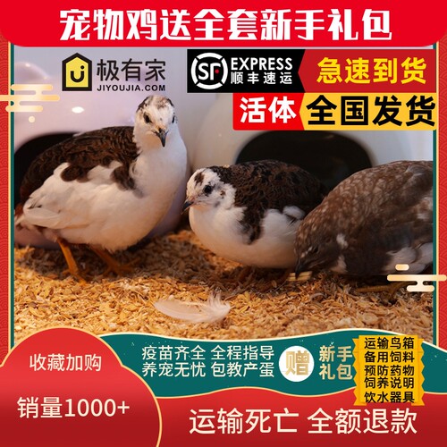 网红宠物鸡活物观赏鸡活体全色系迷你宠物40-60天青年鸡顺丰包邮