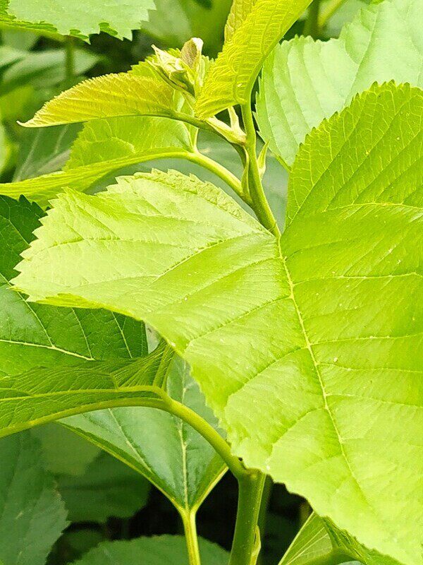 北京新鲜嫩桑叶现摘喂蚕叶蚕宝宝学生养蚕专用桑树叶小蚕饲料顺丰图片