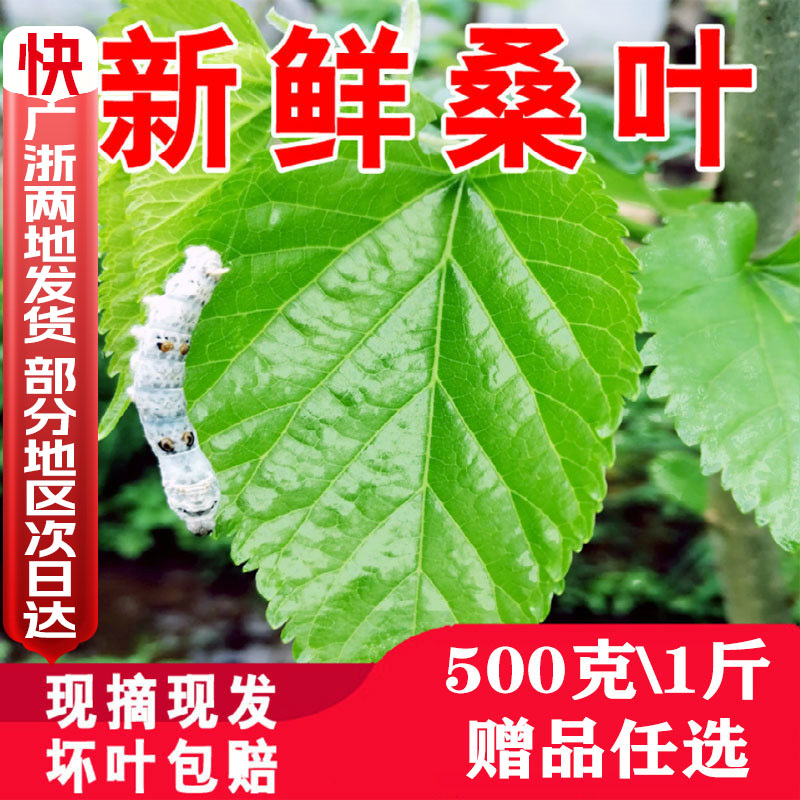 新鲜桑叶养蚕嫩叶大叶鲜叶喂蚕宝宝鲜嫩500克现摘桑树叶蚕桑桑蚕