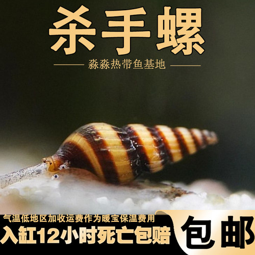 杀手螺观赏除藻杂刺客大黄蜂工具清洁鱼缸热带淡水草缸钻纹蜗牛