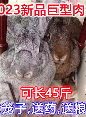 肉兔子活物 大型巨型活小兔子苗公母一对幼崽大流士活体家养45斤