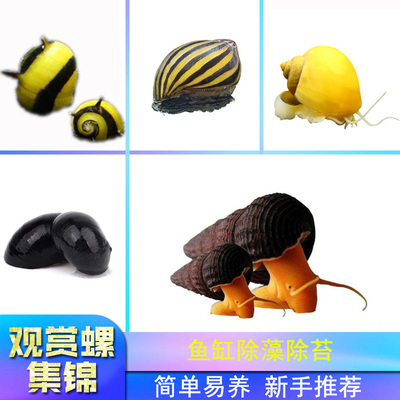 观赏螺除藻螺蜗牛淡水螺黄金螺斑马螺金刚螺蜜蜂角螺鱼缸除藻除苔