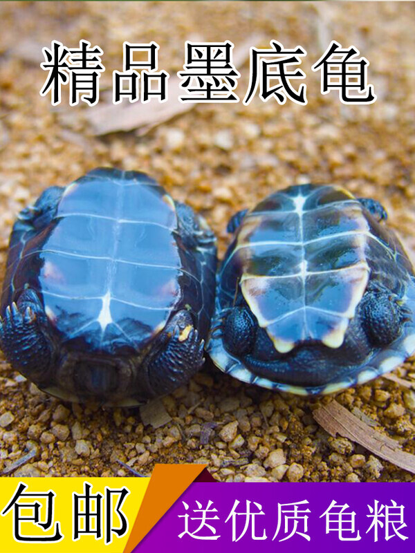 墨龟苗活体全黑小乌龟活物黑腹外塘中华草龟苗巴西龟宠物观赏水龟