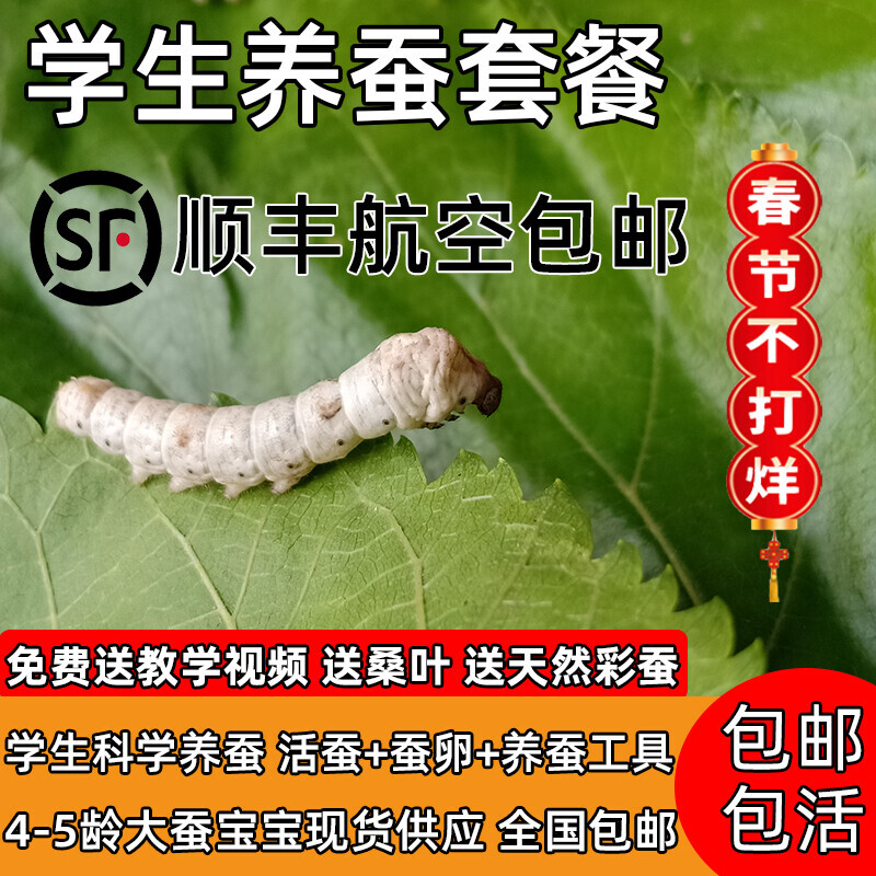 学生科学养蚕宝宝活体套装彩色蚕卵蚕籽1龄234龄五龄新鲜桑叶顺丰