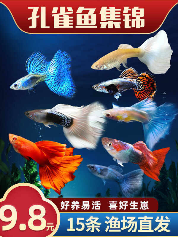 孔雀热带观赏鱼苗淡水冷水小型小鱼好养耐活耐养金鱼凤尾斑马活鱼