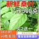 现摘新鲜桑叶大小蚕嫩桑叶鲜嫩蚕树叶蚕宝宝饲料桑树叶斤 小蚕 包邮