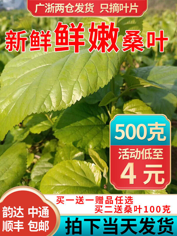 新鲜嫩桑叶500克1包蚕宝宝食物农家现摘桑叶芽桑树叶子学生养蚕虫