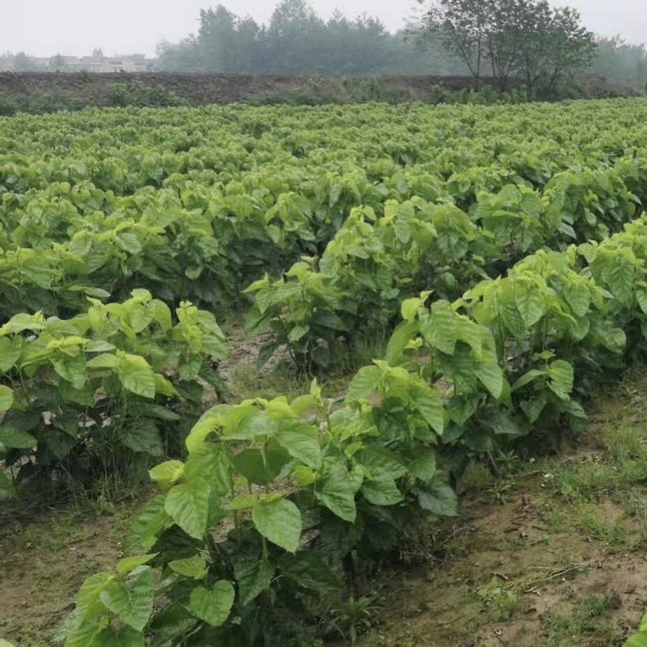 桑叶新鲜蚕宝宝实物蚕卵采摘蚕叶大桑叶嫩桑叶小学科学学生养蚕