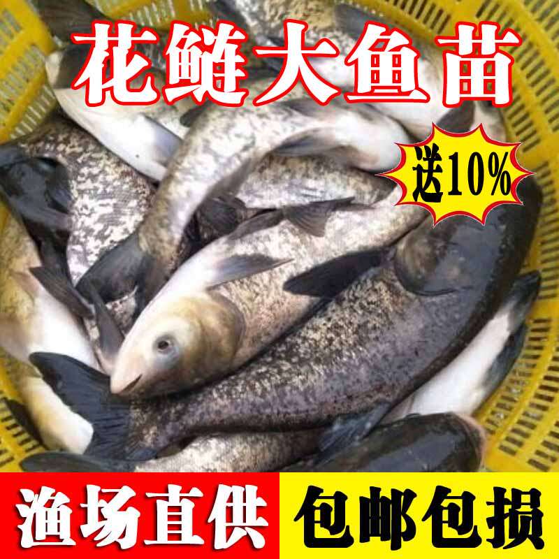 花鲢鱼苗半斤鲢鳙鱼苗淡水好养殖胖头鱼四大家鱼鳊鱼雄鱼大头鱼苗