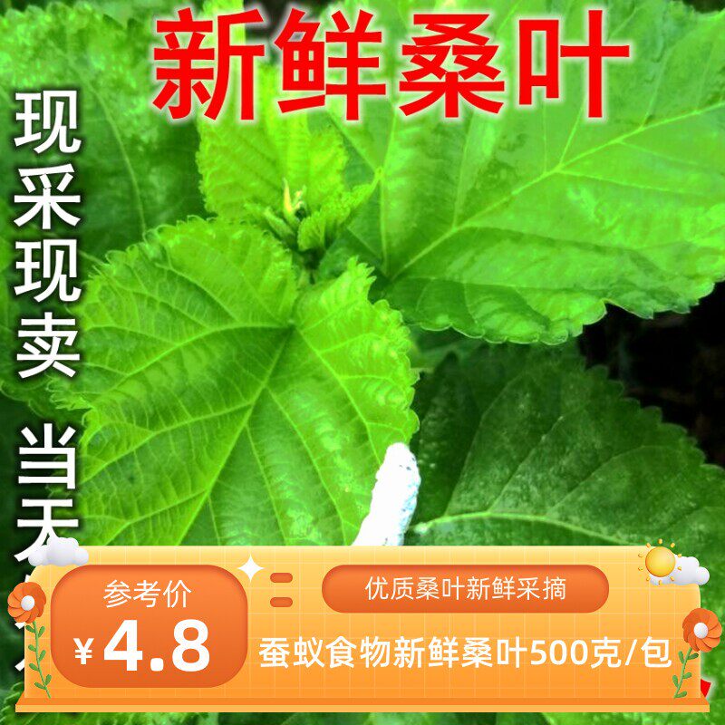 新鲜桑叶现摘嫩桑叶蚕蚁蚕虫吃桑树叶蚕宝宝饲料大小蚕食物蚕树叶