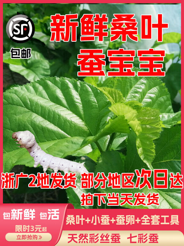 桑叶新鲜嫩现摘蚕吃送金丝蚕宝宝学生养蚕套装大叶桑树叶饲料蚕卵