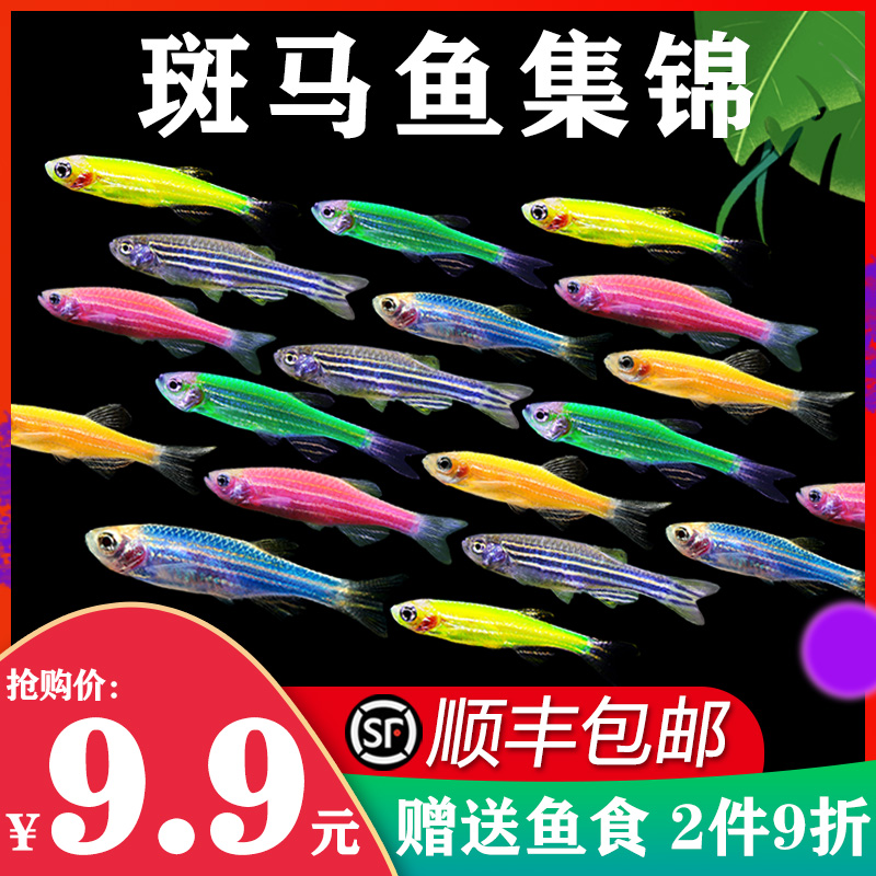斑马鱼热带观赏鱼孔雀鱼灯科红绿灯鱼小型淡水好养金鱼活鱼冷水鱼