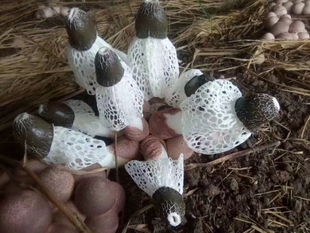 蜀南竹海长裙竹荪250g干货煲汤食材特级无硫四川长宁特产