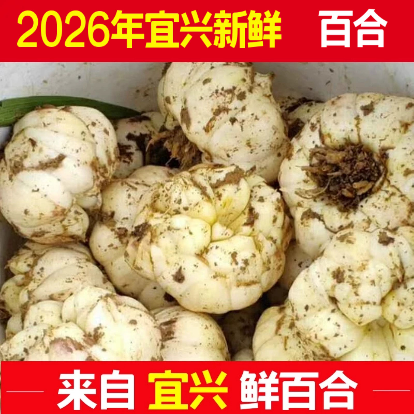宜兴百合2026年新货微苦