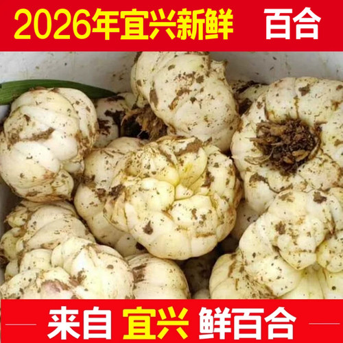 宜兴百合2026年新货微苦