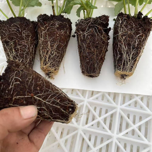 多品种一次购齐！基质穴盘