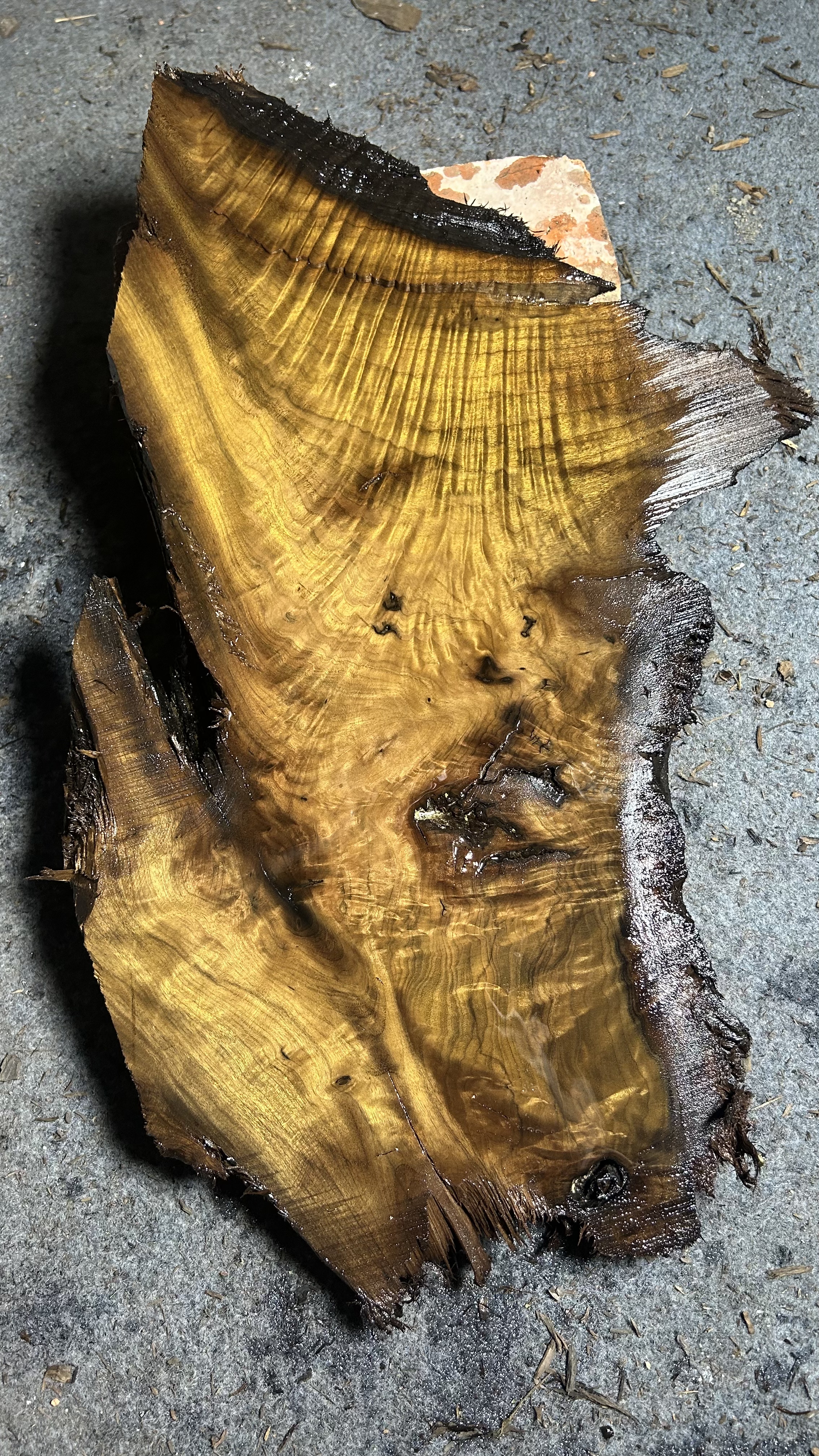 阴沉金丝楠木料水波凤尾瘤花纹干泡茶盘料珠珠料尺寸 53/28/3.8