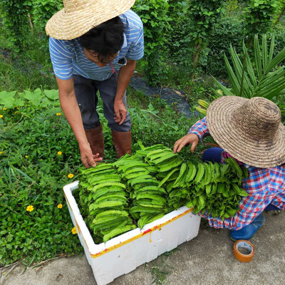 蔬菜四棱豆益康新鲜嫩绿热带蔬菜