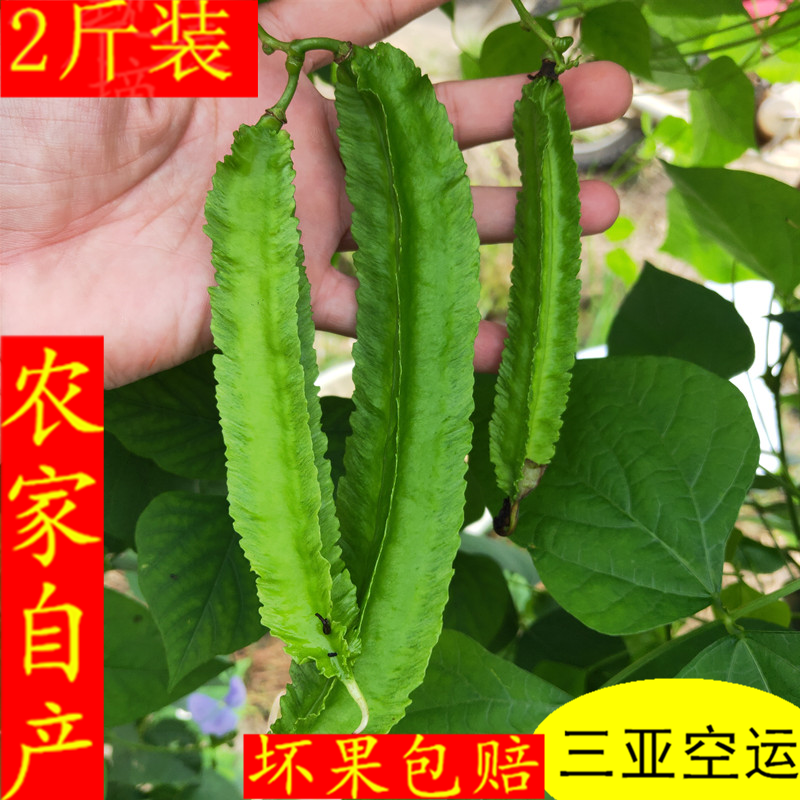 蔬菜四角豆益康现摘四角豆新鲜