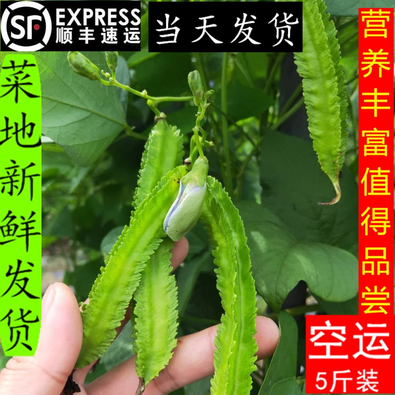 顺丰包邮现摘现发5斤装海南三亚四角豆特产新鲜四棱豆杨桃龙豆蔬