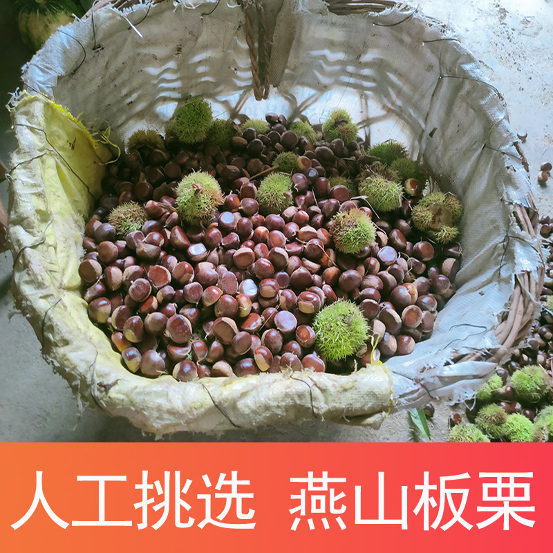 秦皇岛燕山板栗生新鲜河北2026非迁西板栗生油栗新货