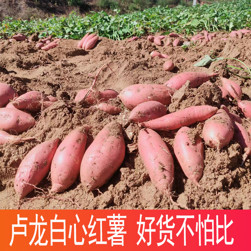 卢龙红薯白心秦皇岛沙地番薯板栗薯干面老品种新鲜白瓤地瓜