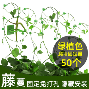植物绿植固定器绿萝爬墙神器绿箩藤蔓攀爬壁挂定型家用室内无痕扣