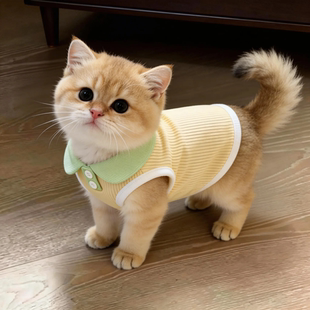 猫咪衣服防掉毛春夏季薄款小背心金渐层狗狗多巴胺防脏翻领POLO衫